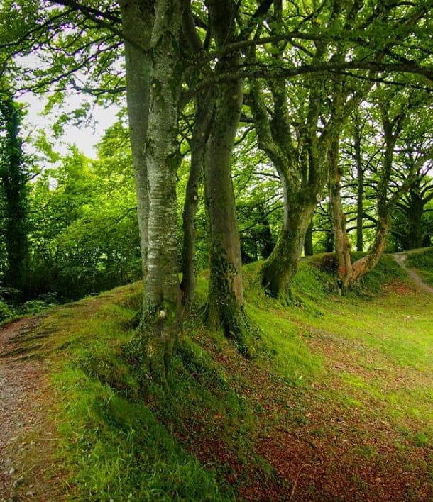 Finding Irish Fairies and fairy gardens in Ireland