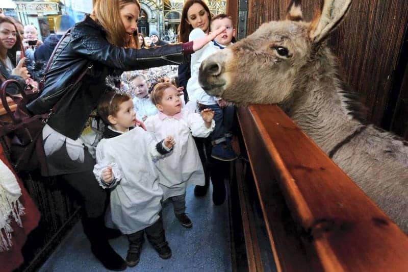 A group of children in white choir robes gather in front of the Live Crib in Dublin at Christmas time. There is a brown donkey looking over a wooden wall at them and enjoying the attention with strokes and pats