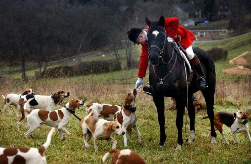 Things To Do North Yorkshire With Dogs