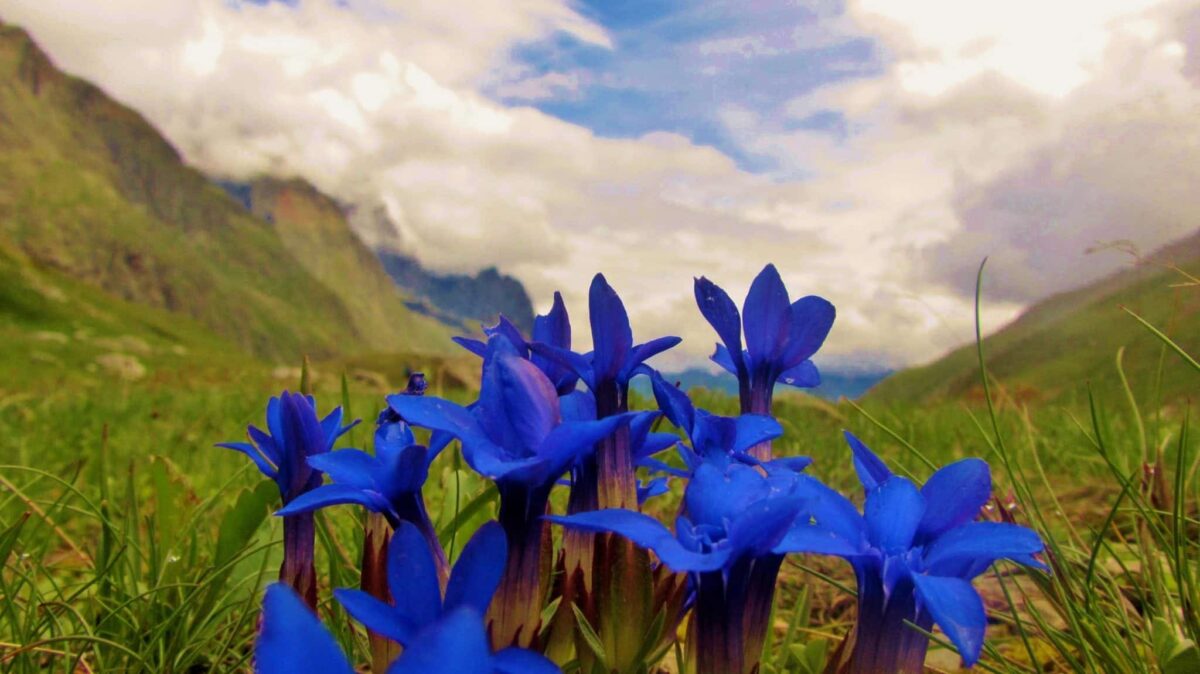 Best Places in the World to see flowers | Flower Tourism