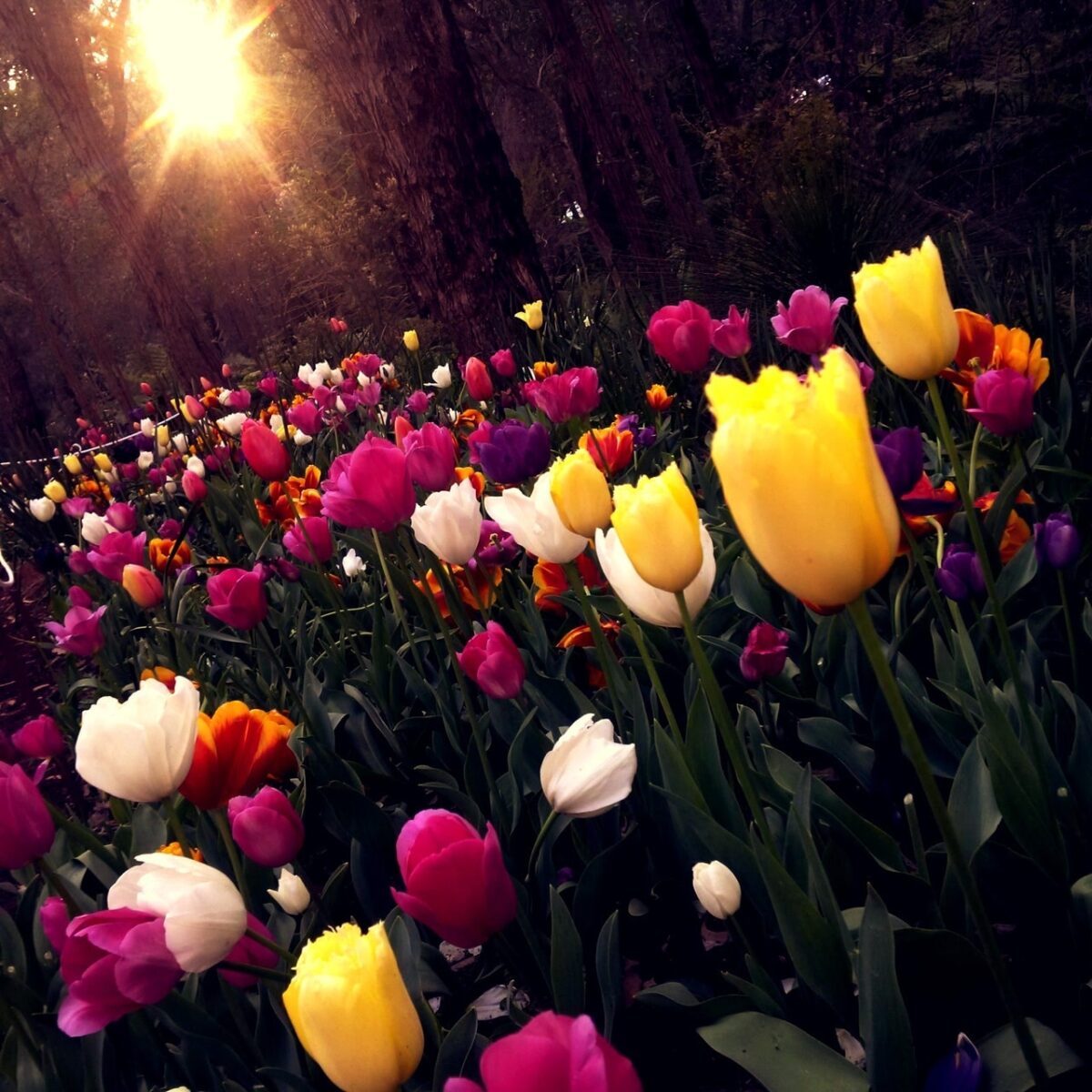 the Dutch tulip fields flower tourism
