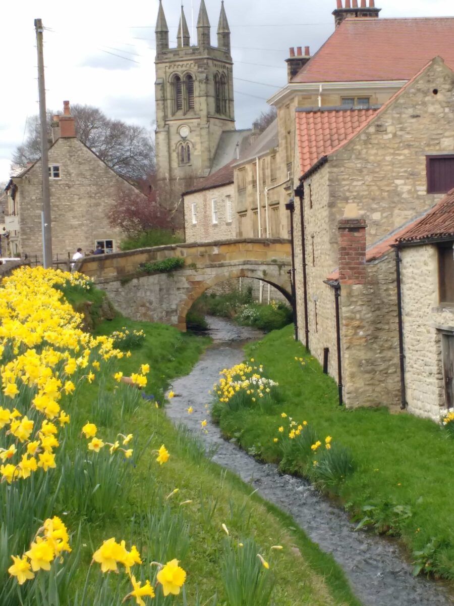 spring daffodils blooming in Yorkshire