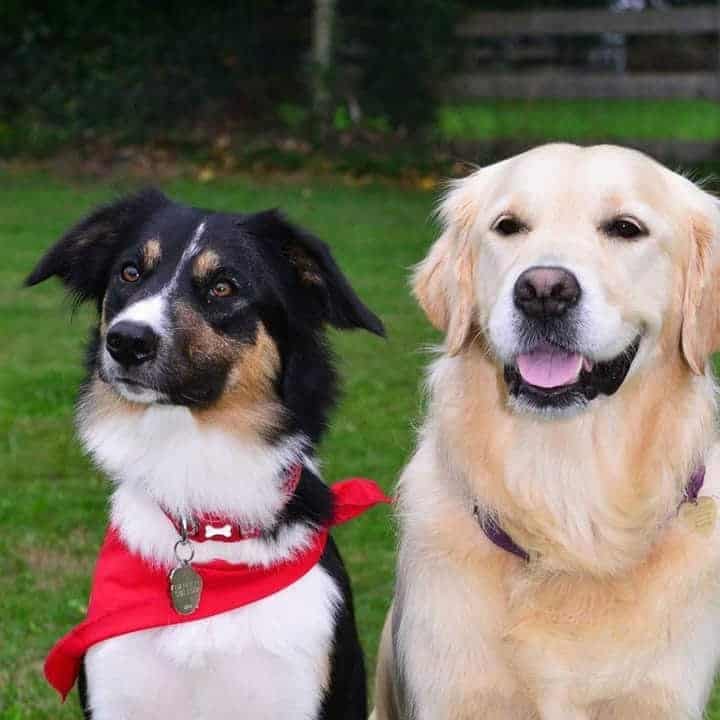 two our our beautiful petsitting companions in Yorkshire