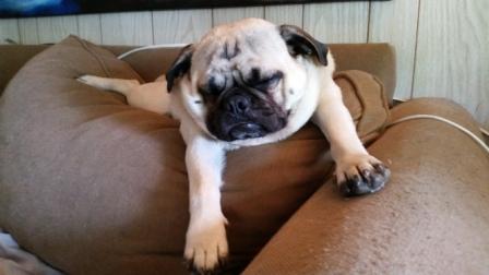 housesitting and petminding the pug