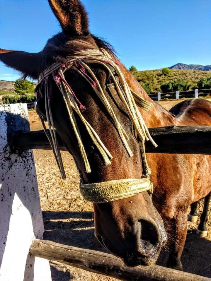 Jubia and Andalucian horse in Spain - International house sitting

