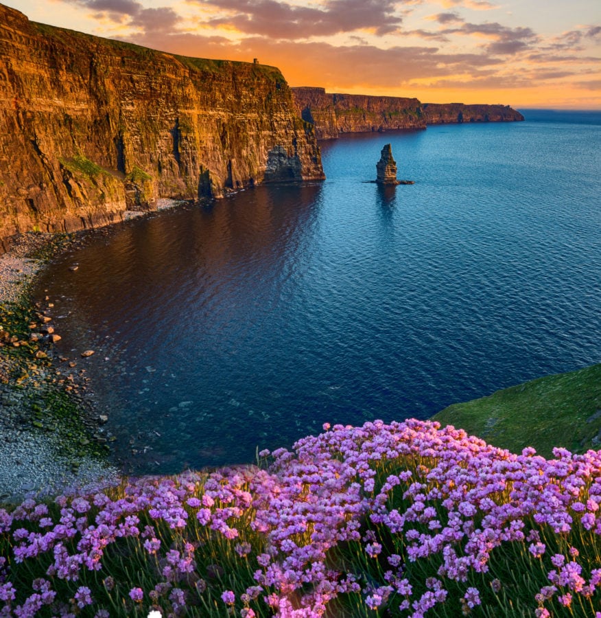 the Cliffs of Moher at sunset with purple flowers in the foreground