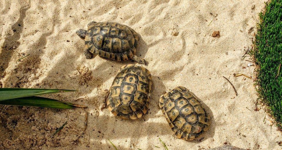 housesitting tortoises in Spain