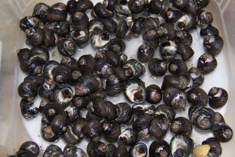 a plate of seafood winkles