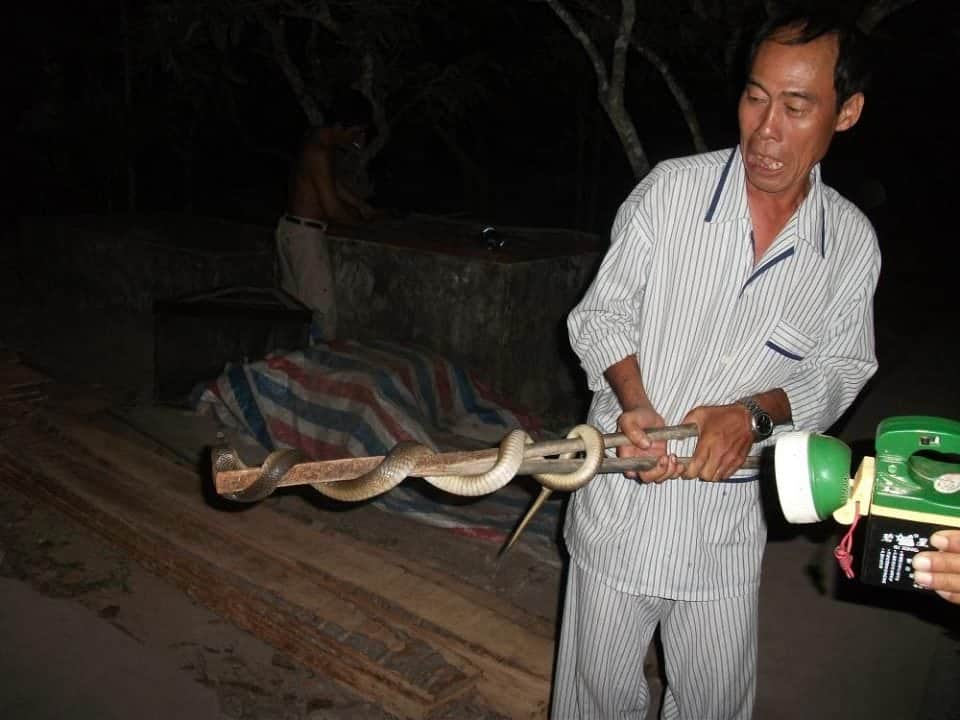 another weird food live cobra snake