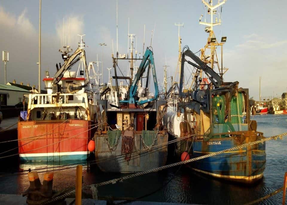 Portavogie prawn fishing boats in the harbour