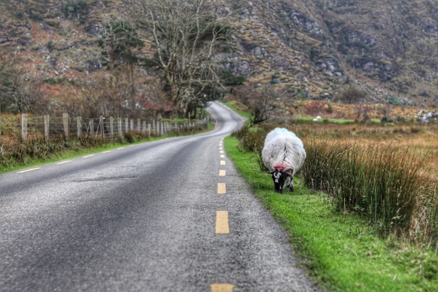 sheep on the Ring of Kerry travel to Ireland