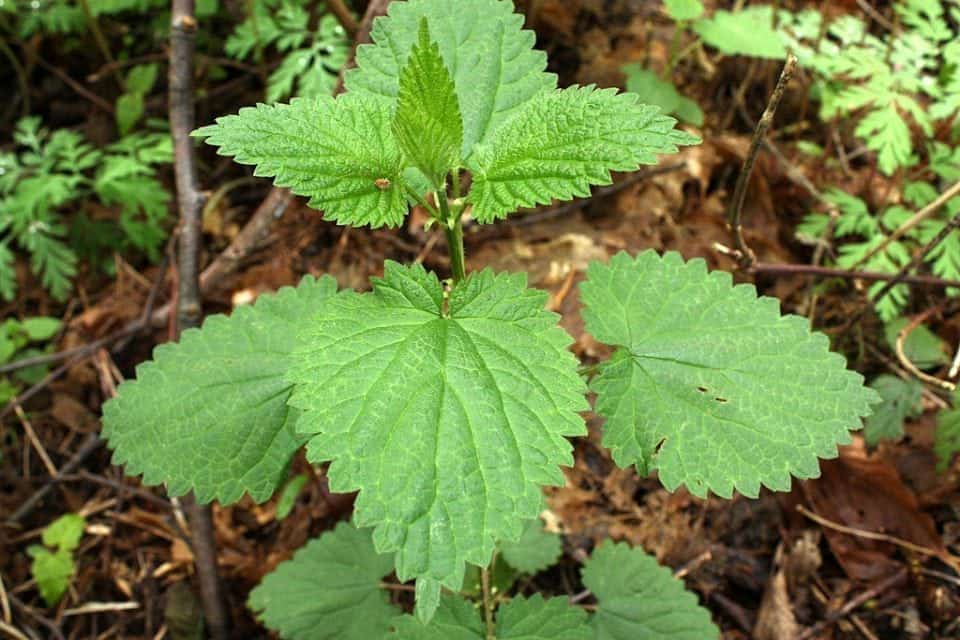 foraging for nettles in Ireland