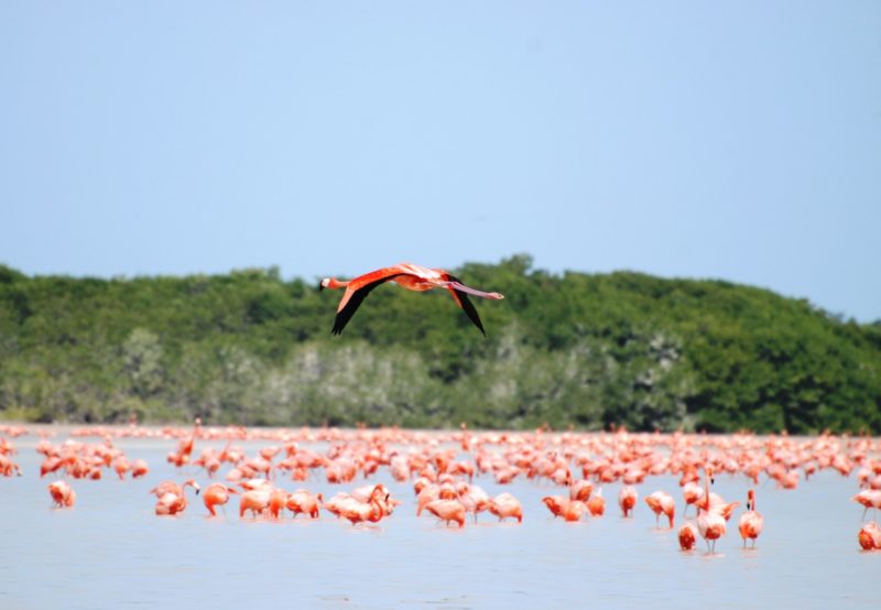  chicxulub mexico the flamingo breeding grounds