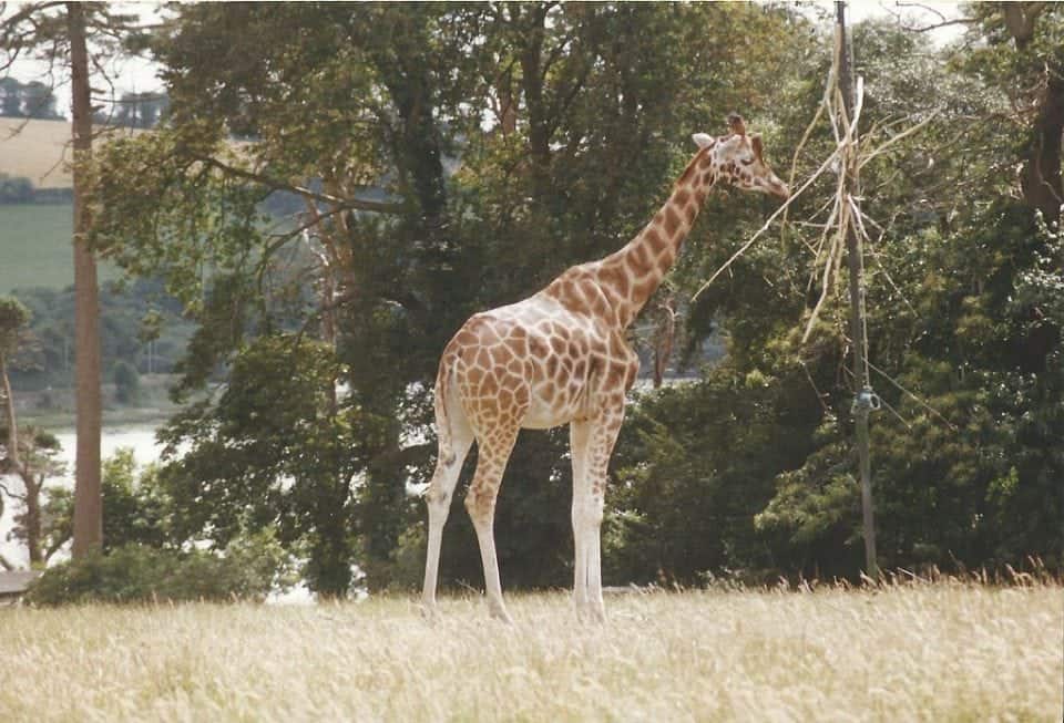 Fota Park in East cork on the Celtic Coast of Ireland