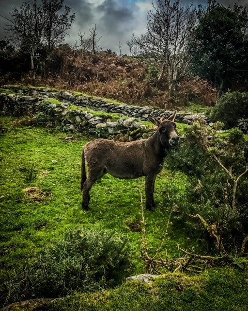 Irish donkey in a field