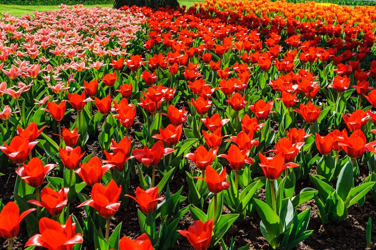 Red tulips in Keukenhof Garden near Amsterdam, Holland