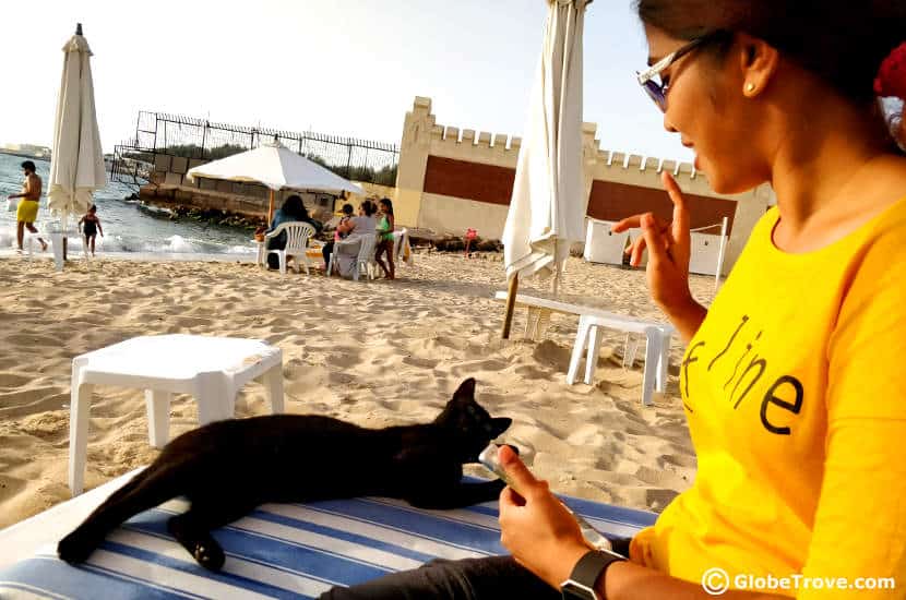 an Egyptian cat - animal friendly travelers