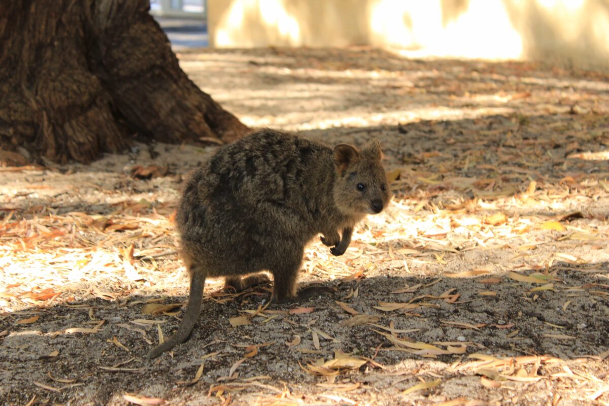 Animal-Friendly Travel & Tourism - Travel Writers on their animal encounters