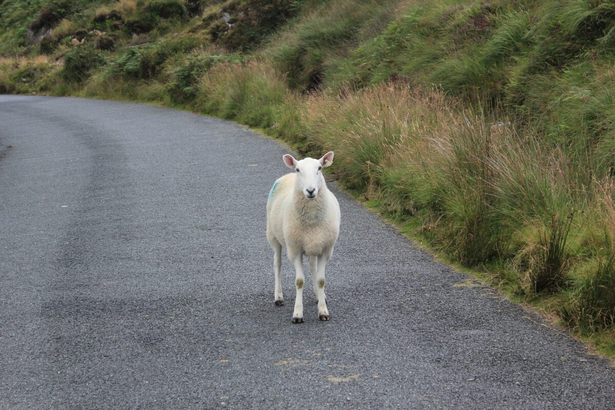 Things to do in Connemara - avoid the sheep on the roads 