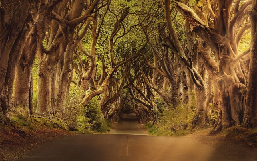 tips for travel to Ireland the Dark Hedges from where the Game of Thones Doors came from