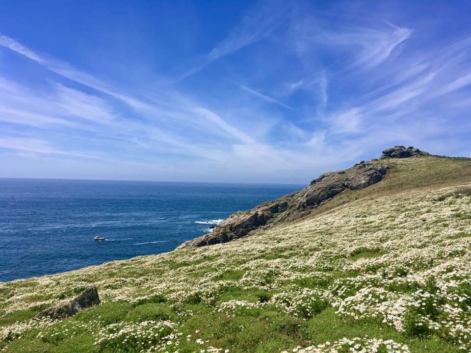 Skomer Island's hills fill with Wildflowers in Summertime