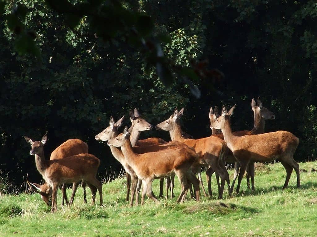 All the best things to do in Killarney there is a field of red fallow deer that run wild in the park