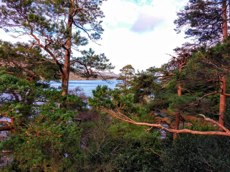 a stand of scotch pines and a view of Lough Veagh in Glenveagh's Castle grounds