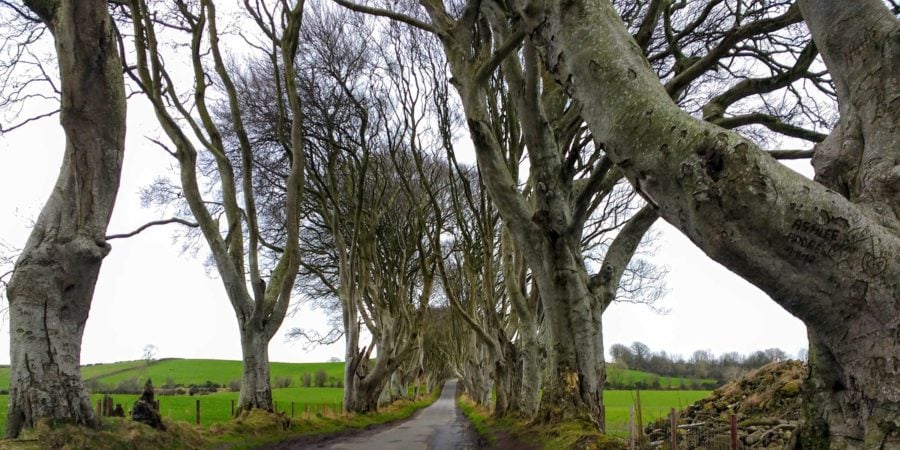 dark hedges are starting to thin out due to the age of the trees