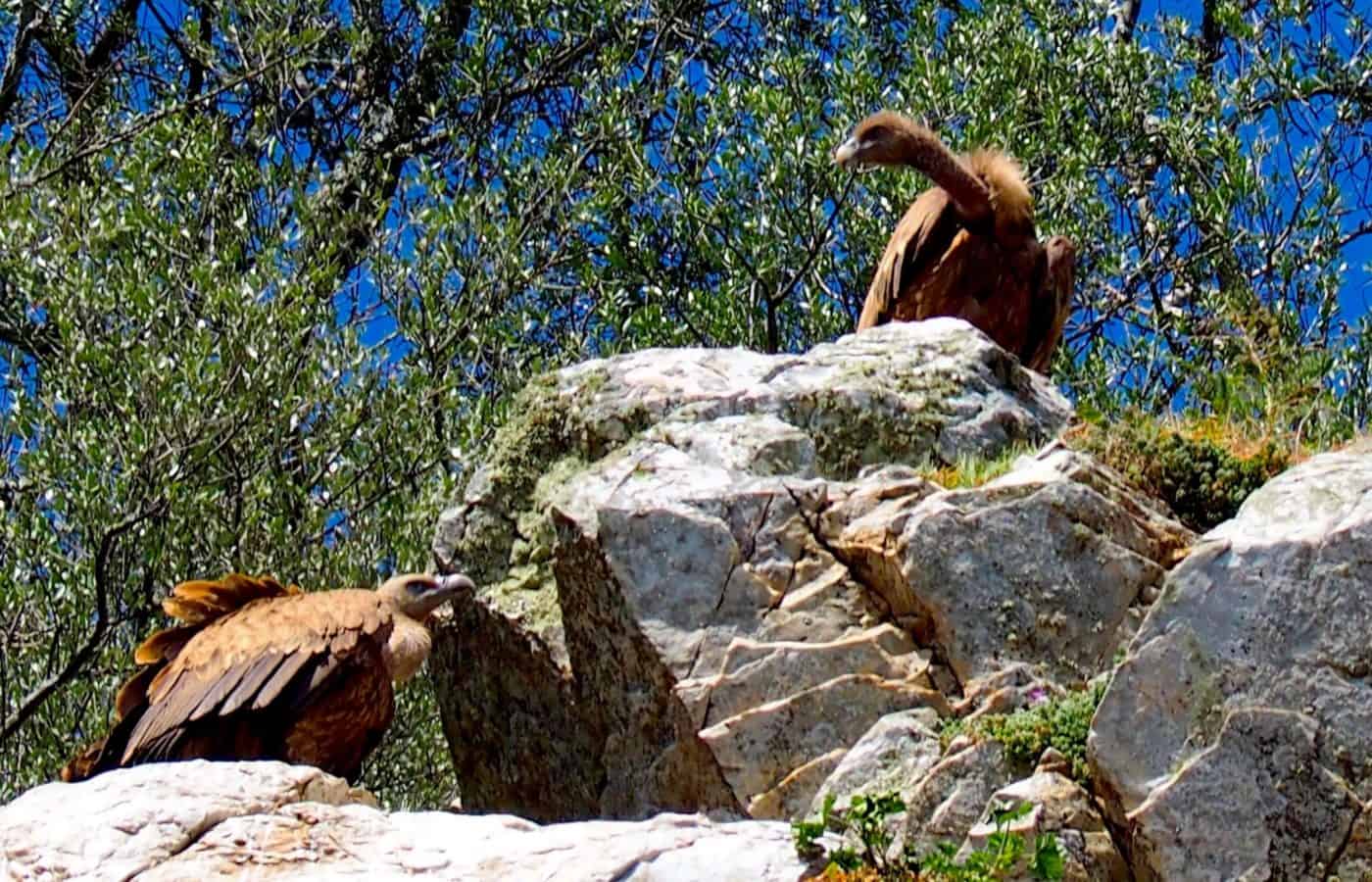 vultures seated upon a rock in the hidden places of Spain