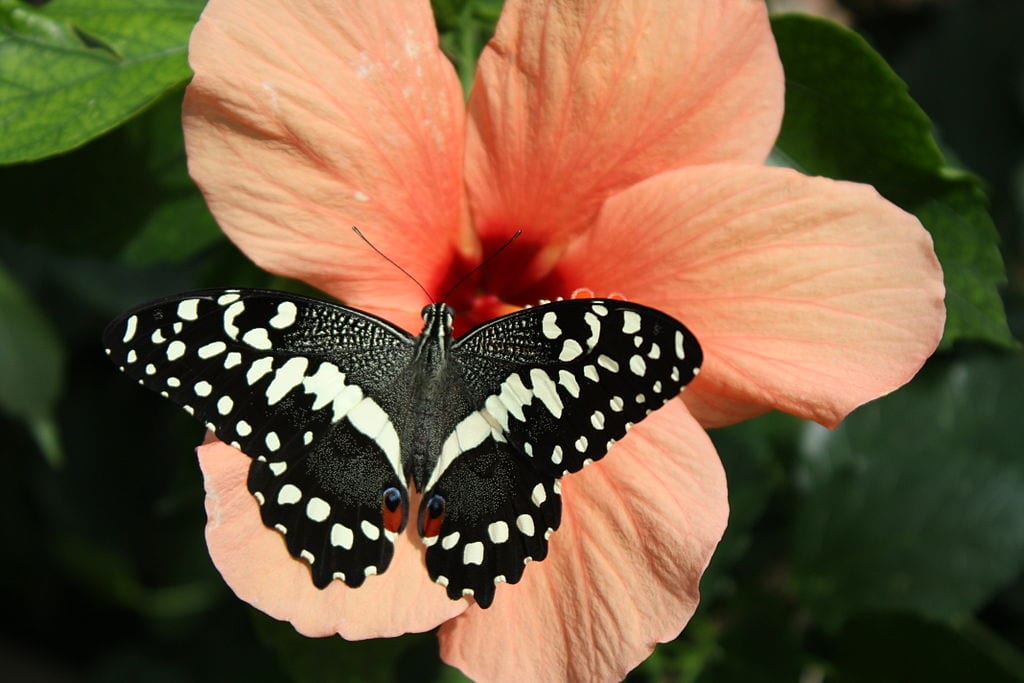 A beautiful black and white butterfly sits on a peach coloured hibiscus flower