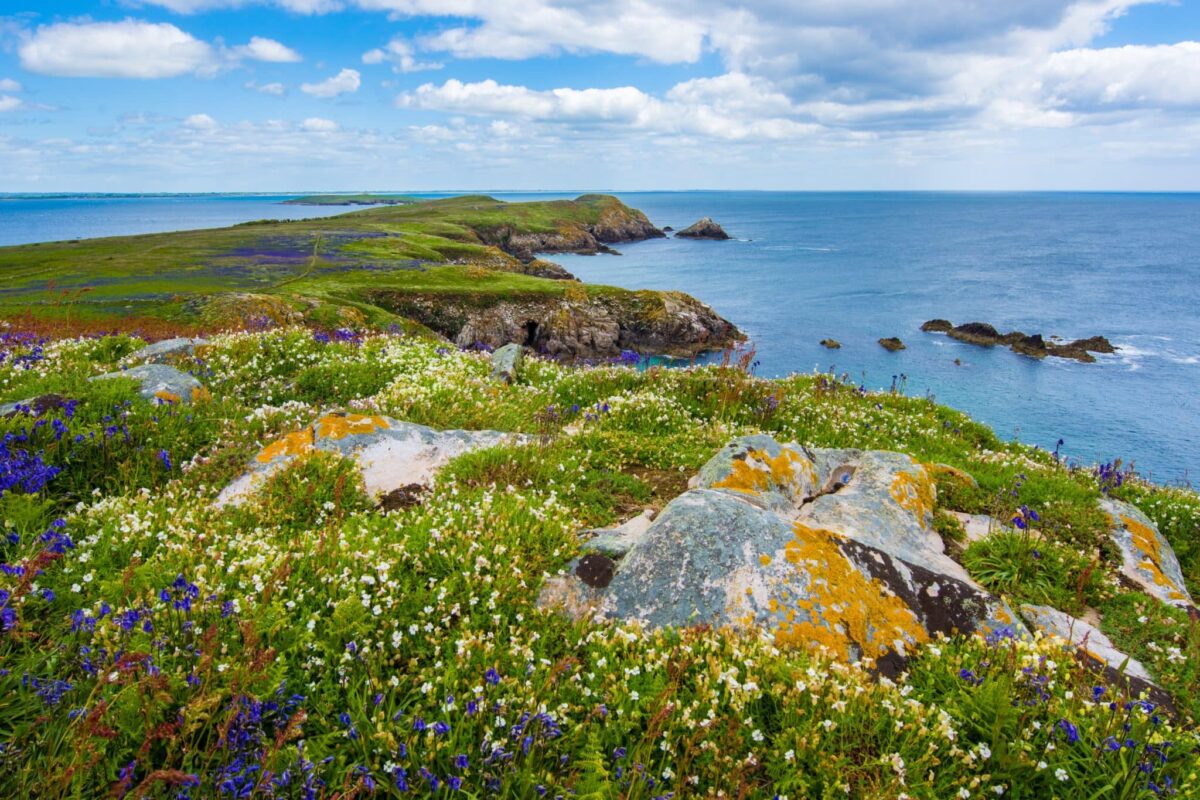 Saltee Island Wexford