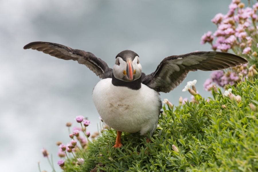 Wildlife in Iceland and sustainable tourism