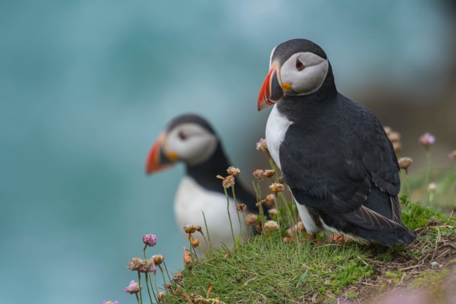 puffins on the coastline of Ireland, a road trip treat