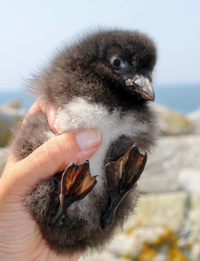 a puffling on Rathlin Island