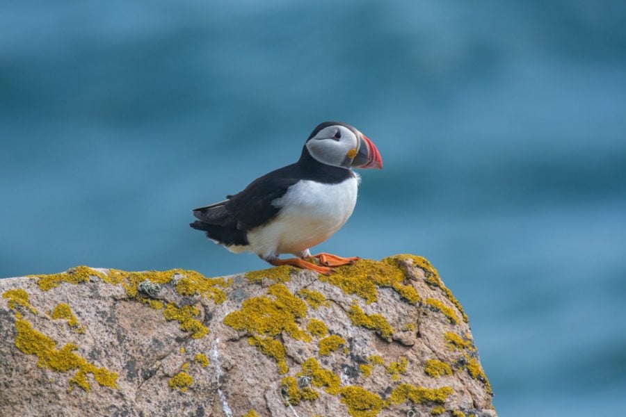 puffins on a cliff edge