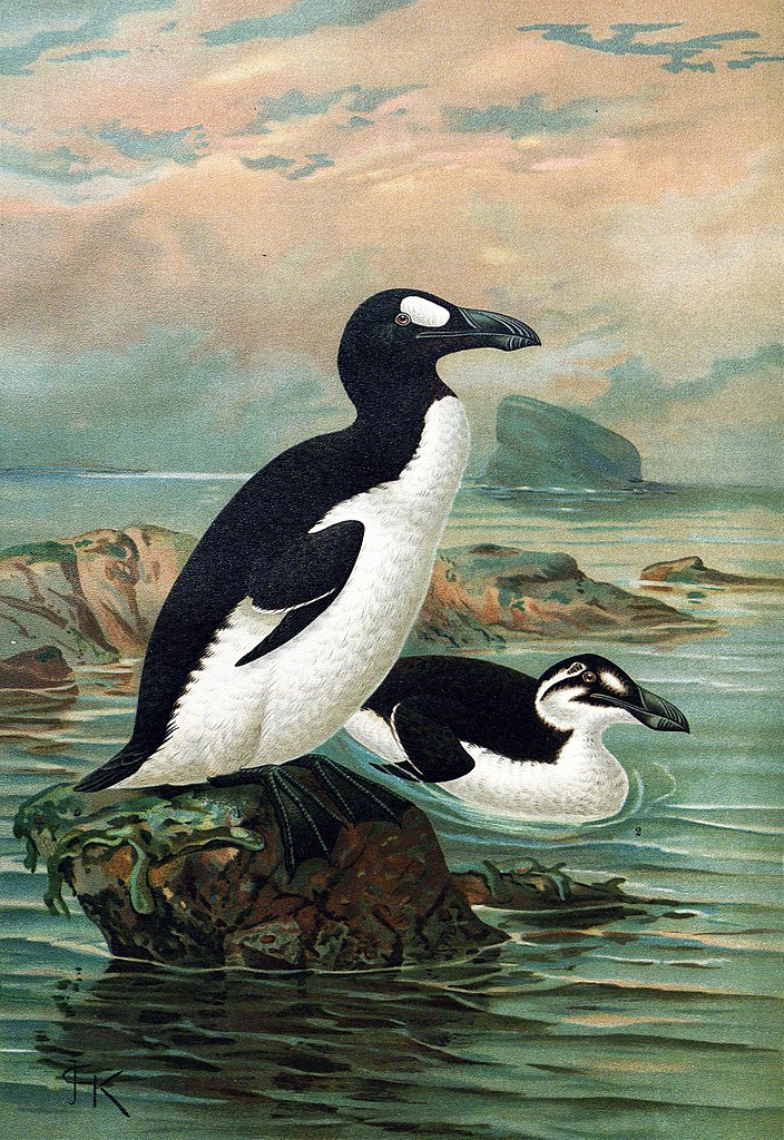 an old painting of a Great Auk now extinct but related to puffins