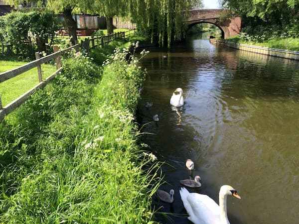 canalside pub crawl in Warwickshire the Grand Union Canada with swans and and arched bridge