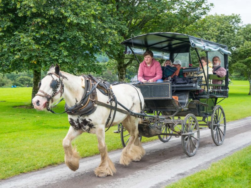 KILLARNEY, IRELAND - AUGUST 13, 2019: Tourists in a traditional jaunting car explore Killarney National Park in County Kerry, Ireland.