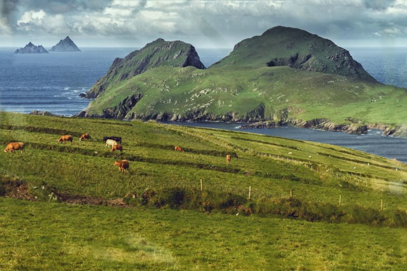 The best places to find Atlantic puffins in Ireland