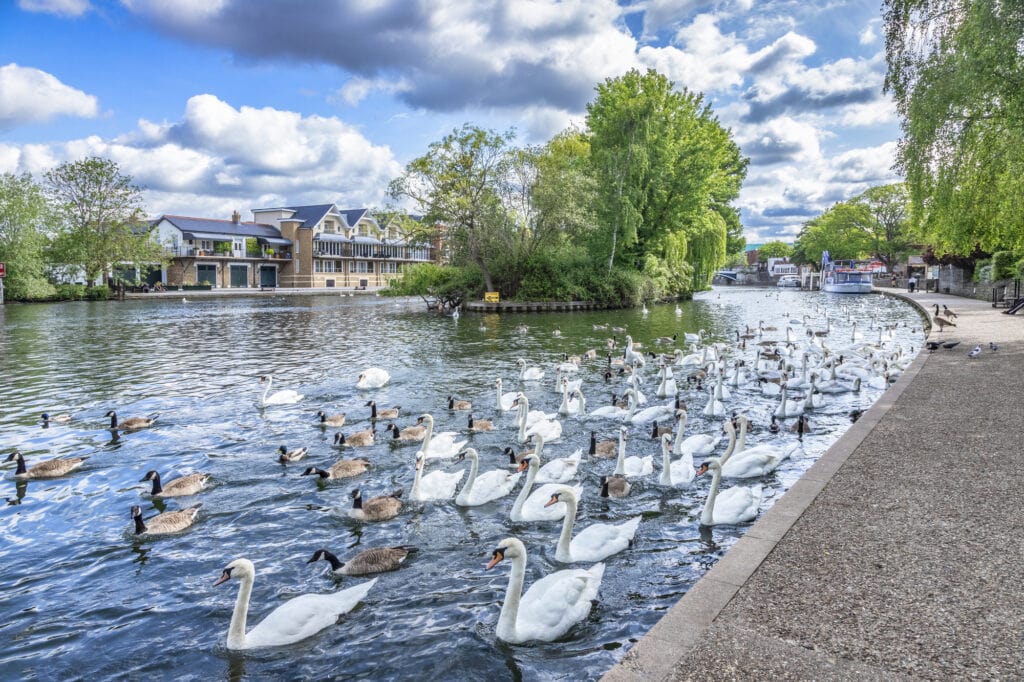 5 June 2019: Windsor, UK - Swans and Canada Geese on the River Thames