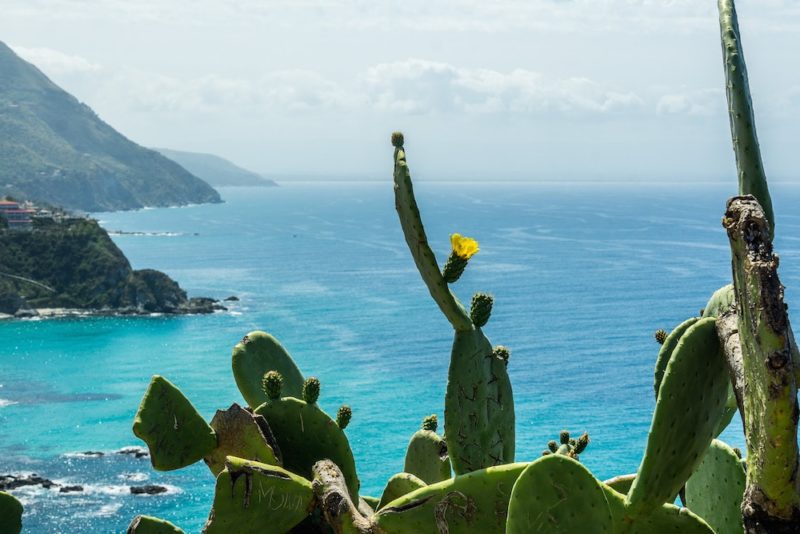 a southern Italy road trip to Calabria the beautiful blue hues of the Med with a yellow cactus plant and flower