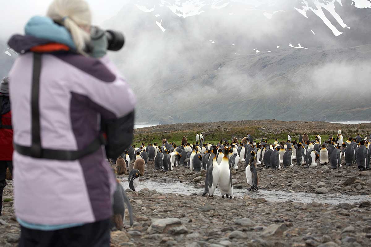 photographing penguins in Antarctica a "mature traveller"