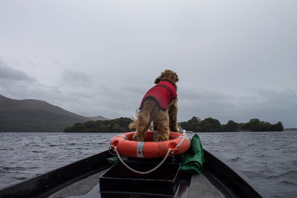 A puppy on the prow of a rowboat in Killarney National Park. The skies are grey and the dog sits in an orange life preserver and he wears a red floating safety vest. The lake is rough with wavelets