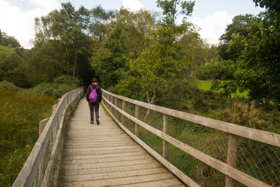 The boardwalk in the National Park at Glendalough a lone walker with purple backpack is strolling the wooden walkway set in the parklands