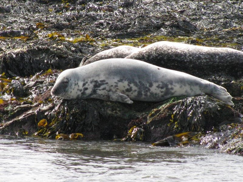 Wildlife in Iceland and sustainable tourism