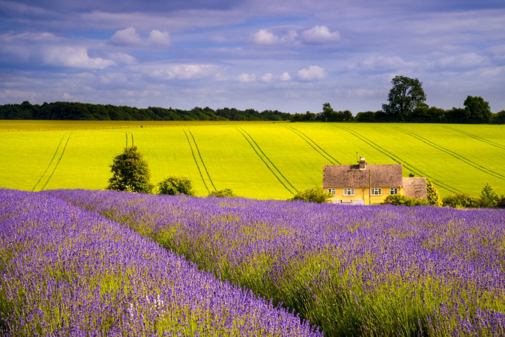 Rows of scented lavender bushes stretch into the distance