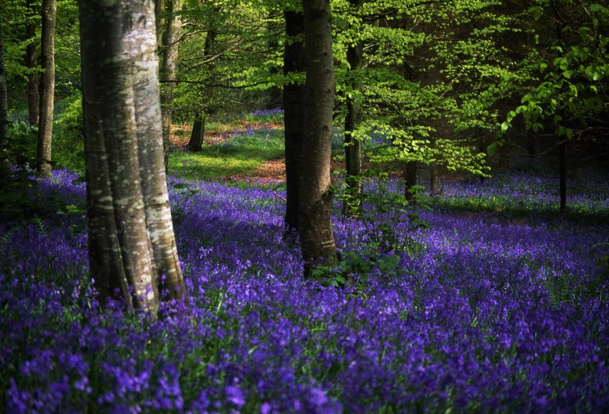 Visiting the extraordinary Chiltern Hills of England