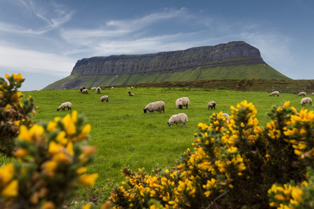 photo of a beautiful scenic irish landscape with Benbulben the flat top mountain in the background with a flock of sheep grazing in the foreground surrounded by Irish yellow spurge a rough but beautiful Irish plant things to to in Sligo