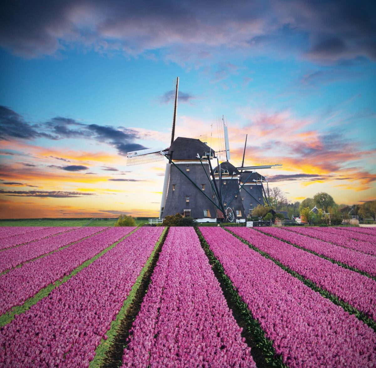 Best Cities to visit in the Netherlands Vibrant tulips field with Dutch windmill, Netherlands. Beautiful cloudy sky