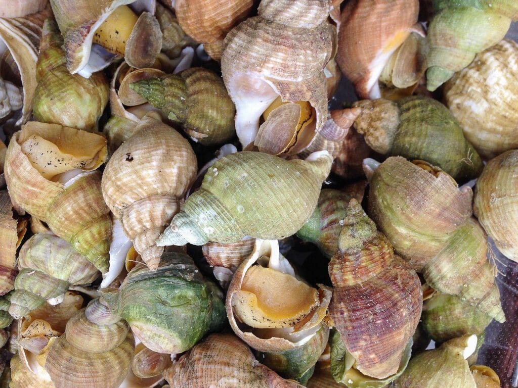 Whelks an indigeneous food which is a shell fish